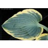 Hosta 'First Frost' - bohyška