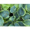 Hosta 'Francis Williams' - bohyška