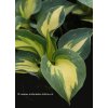 Hosta 'Great Expectacion' - bohyška