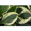 Hosta 'Independence' - bohyška
