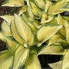 Hosta 'June' ® - bohyška
