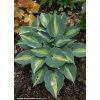 Hosta 'June' ® - bohyška