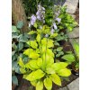 Hosta 'Ki Ren Jyaku' - bohyška