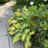 Hosta 'Orange Marmelade' - bohyška