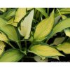 Hosta 'Orange Marmelade' - bohyška