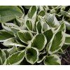 Hosta 'Patriot' - bohyška