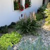 Hosta 'Praying Hands' - bohyška