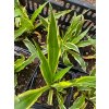 Hosta 'Sandhill Crane' - bohyška