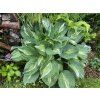 Hosta 'Striptease' - bohyška