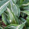 Hosta 'Striptease' - bohyška