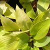 Hosta 'Sunny Halcyon' - bohyška