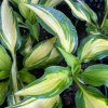 Hosta 'Tongue of Flame' - bohyška