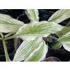 Hosta 'White Feather' - bohyška