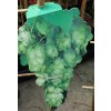 Humulus lupulus 'Nordbrau' - chmel otáčivý