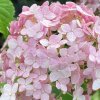 Hydrangea arborescens 'Candybelle® Bubblegum' - hortenzie stromečkovitá