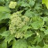 Hydrangea arborescens 'Emerald Lace' - hortenzie stromečkovitá