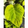 Hydrangea arborescens 'Golden Annabelle' - hortenzie stromečkovitá