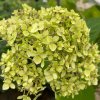 Hydrangea arborescens 'Lime Rickey' - hortenzie stromečkovitá