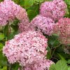 Hydrangea arborescens 'Pink Annabelle' - hortenzie stromečkovitá