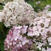 Hydrangea arborescens 'Rosea' - hortenzie stromečkovitá