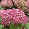 Hydrangea arborescens Ruby Annabelle