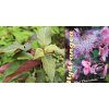 Hydrangea aspera 'Hot Chocolate' - hortenzie drsná