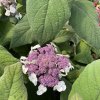 Hydrangea aspera 'Macrophylla' - hortenzie drsná