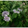 Hydrangea aspera 'Macrophylla' - hortenzie drsná
