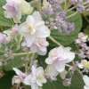 Hydrangea involucrata 'Tokado Yama' - hortenzie zákrovnatá