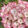 Hydrangea macrophylla 'Dancing Angel'