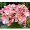 Hydrangea macrophylla 'Dancing Angel'
