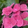 Hydrangea macrophylla DOLCE® Fragola Dolfrag - hortenzie velkolistá