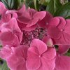 Hydrangea macrophylla DOLCE® Fragola Dolfrag - hortenzie velkolistá