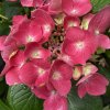 Hydrangea macrophylla DOLCE® Fragola Dolfrag - hortenzie velkolistá