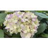 Hydrangea macrophylla 'Endless Summer'® - hortenzie velkolistá