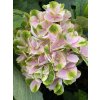 Hydrangea macrophylla 'Green EVER BELLES®' - hortenzie velkolistá