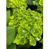 Hydrangea macrophylla 'Green EVER BELLES®' - hortenzie velkolistá