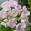 Hydrangea macrophylla 'Hobella' - hortenzie velkolistá