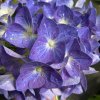 Hydrangea macrophylla 'Jip Blue' - hortenzie velkolistá