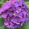 Hydrangea macrophylla 'Little Purple' - hortenzie velkolistá
