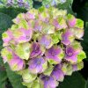 Hydrangea macrophylla 'Magical Amethyst Blue' - hortenzie velkolistá