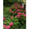 Hydrangea macrophylla 'Masja' - hortenzie velkolistá