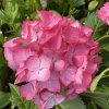 Hydrangea macrophylla Merveille Sanguine