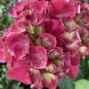 Hydrangea macrophylla 'Ruby Red' - hortenzie velkolistá