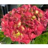 Hydrangea macrophylla 'Ruby Red' - hortenzie velkolistá
