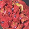Hydrangea macrophylla 'Schloss Wackerbarth'® - hortenzie velkolistá