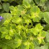 Hydrangea macrophylla 'Schloss Wackerbarth'® - hortenzie velkolistá