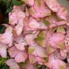 Hydrangea macrophylla 'Sweet Lips Pink'® - hortenzie velkolistá