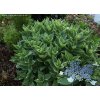 Hydrangea macrophylla 'Tricolor' - hortenzie velkolistá