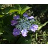 Hydrangea macrophylla 'Zorro' - hortenzie velkolistá